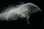 PICTURES/Tennessee Aquarium in Chattanooga/t_Abyss Jellyfish.JPG